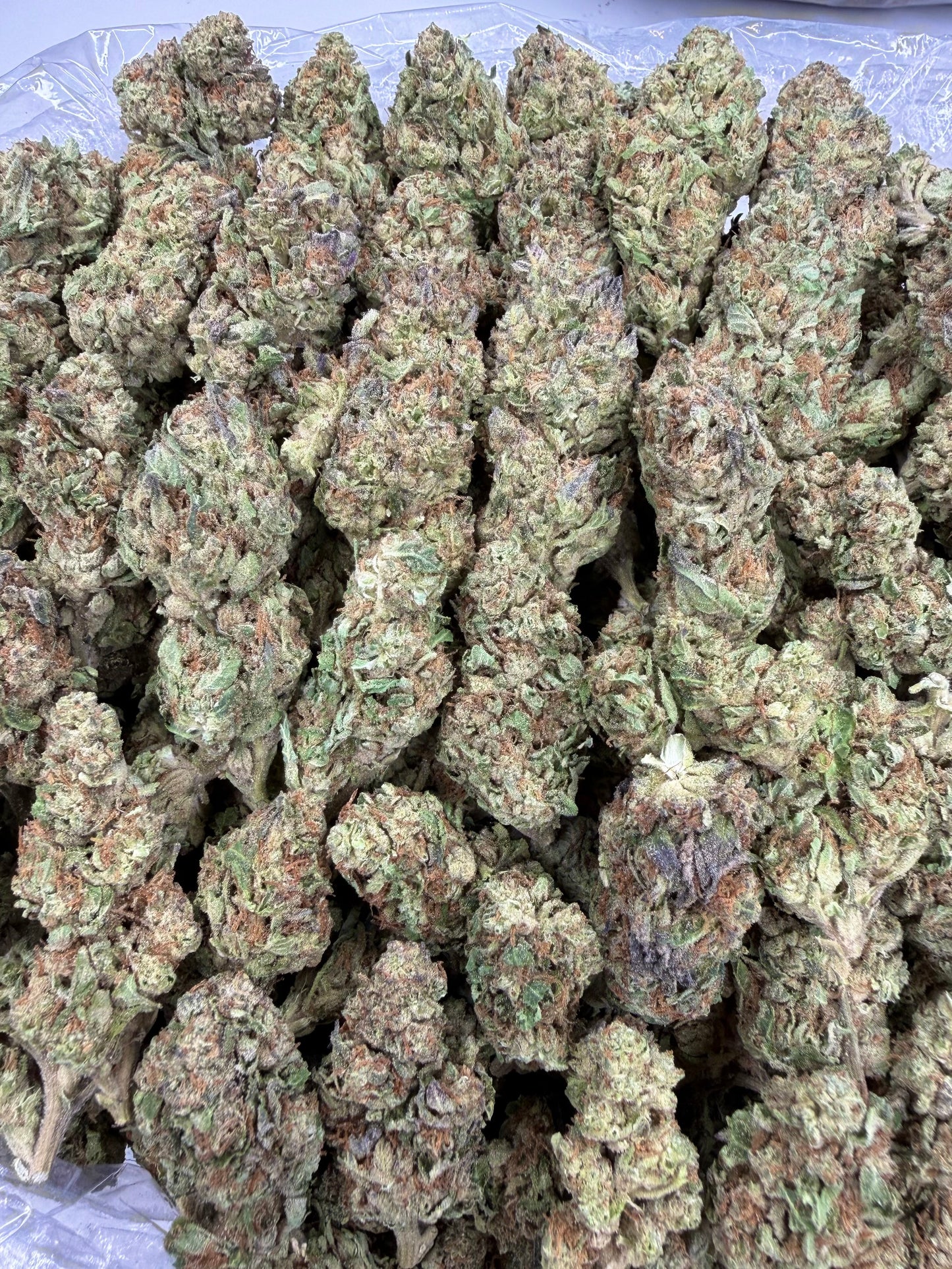 Gusher Runtz - 28g