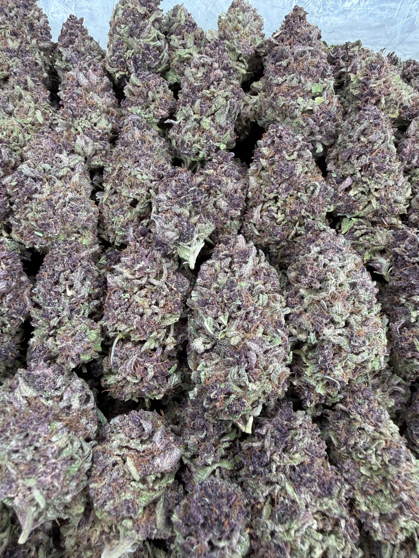 Tropicandy - 28g