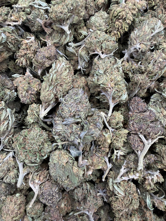 Gelato - 16oz