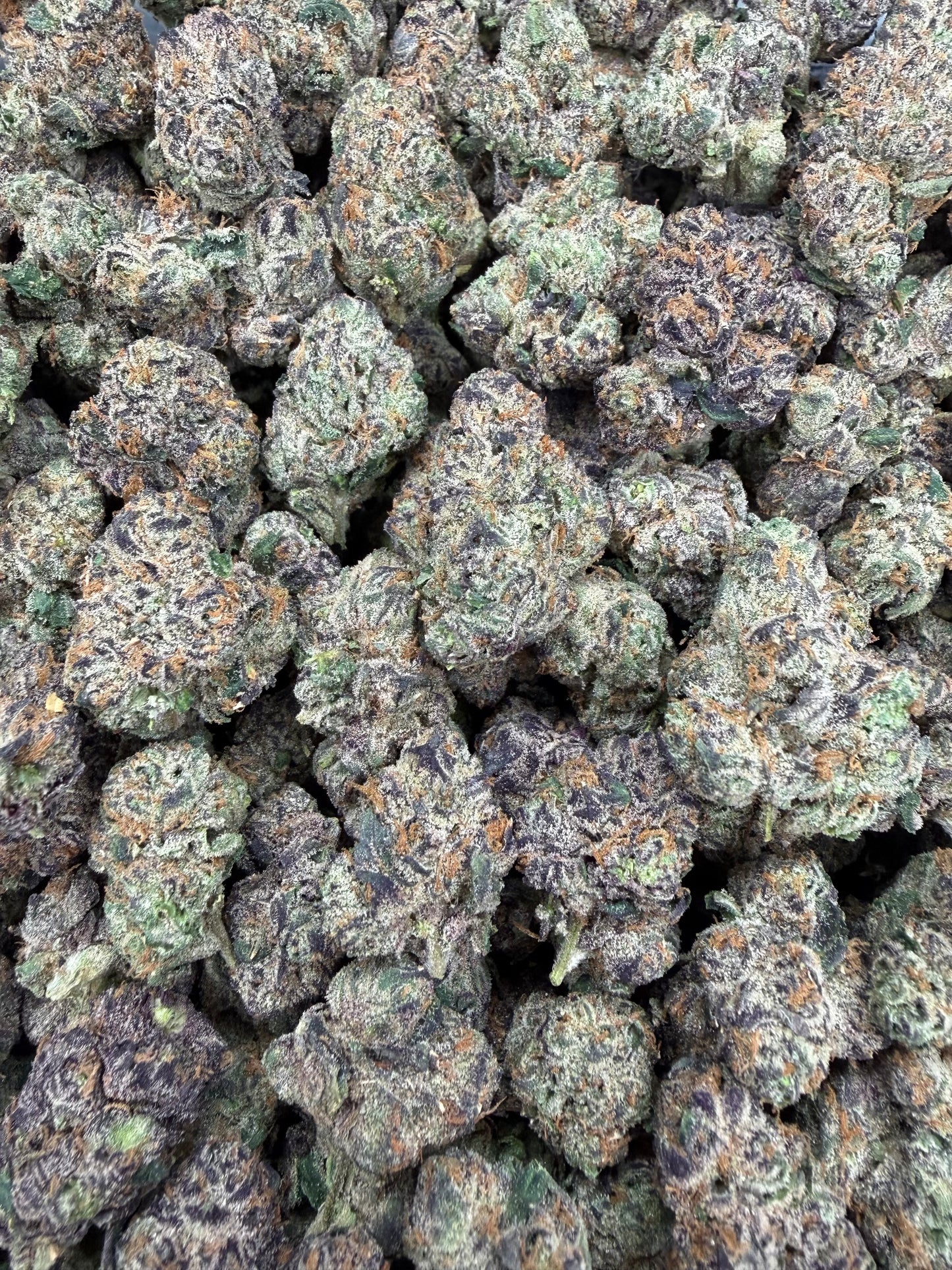 Bubblegum Gelato - 16oz