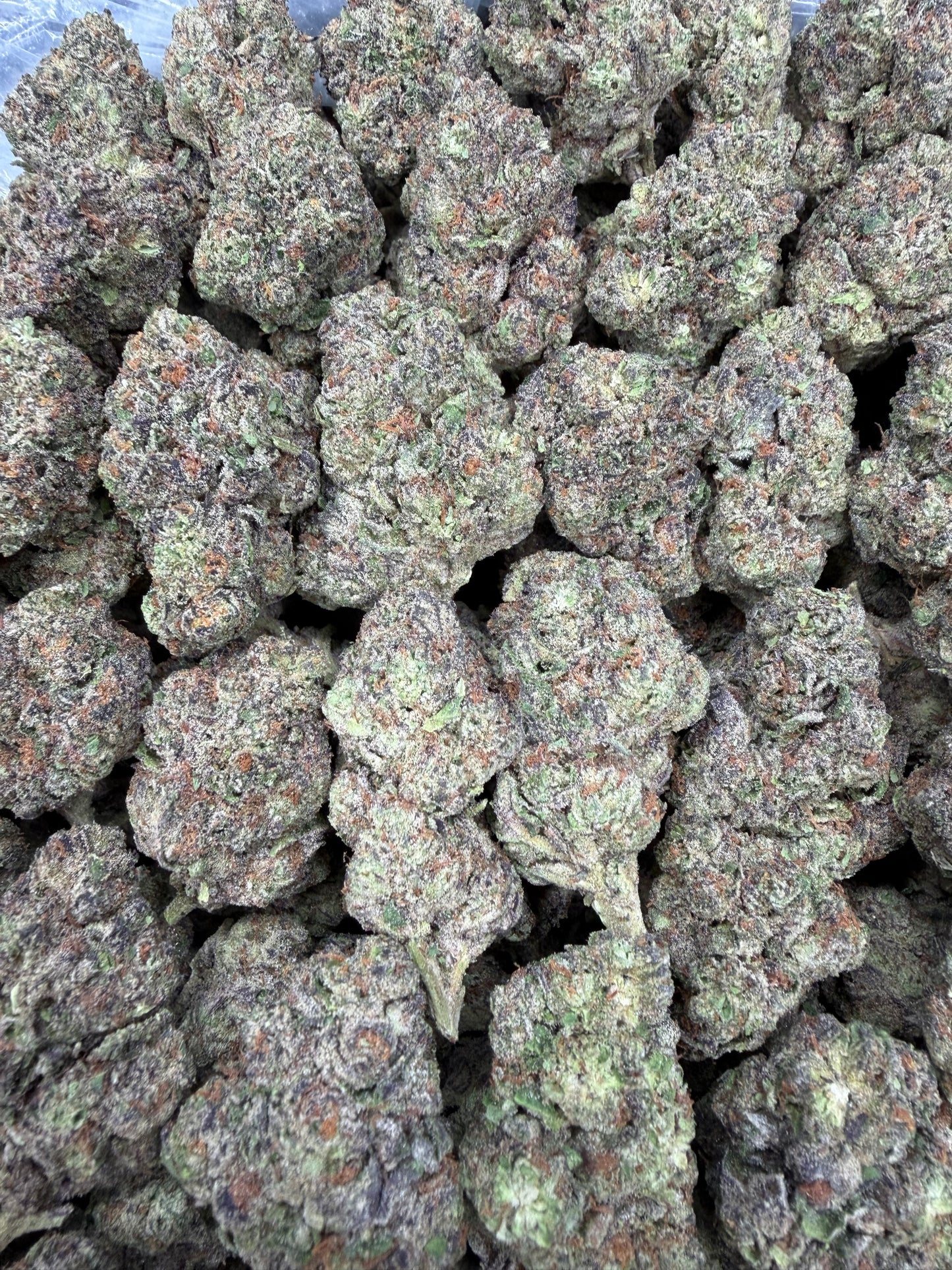 Animal Cookies - 16oz