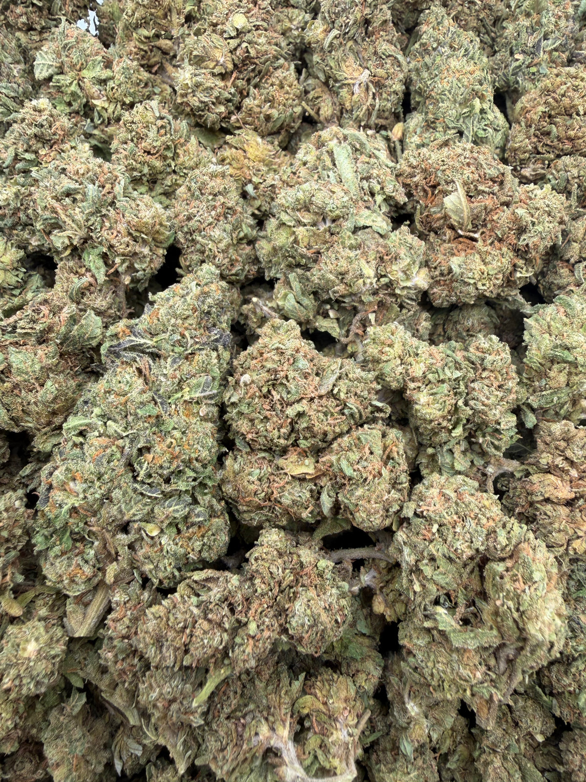 G47 - 16oz