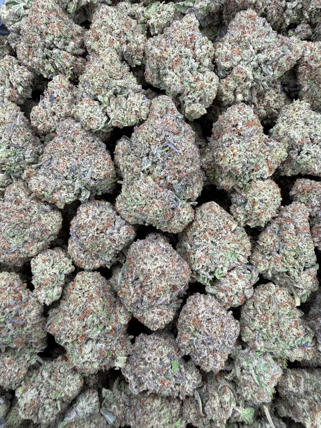 Gelato Ice 16oz