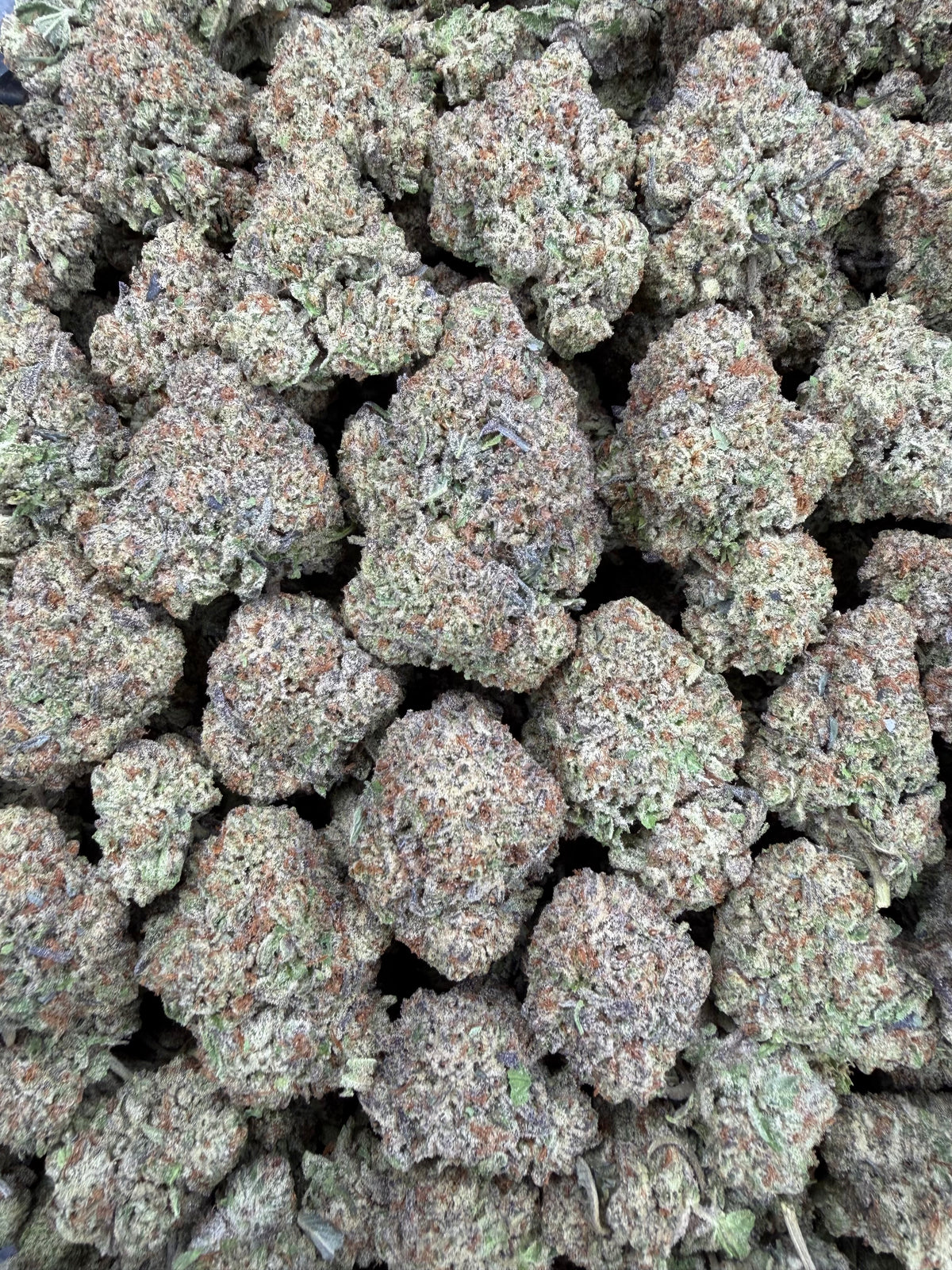 Gelato Ice 16oz