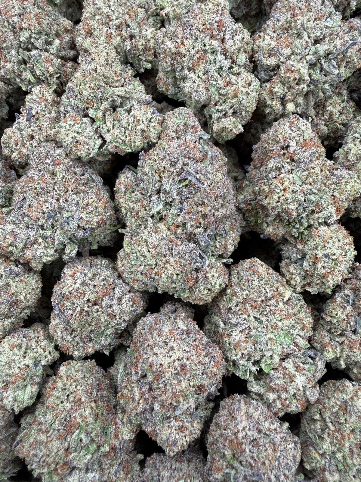 Gelato Ice 16oz