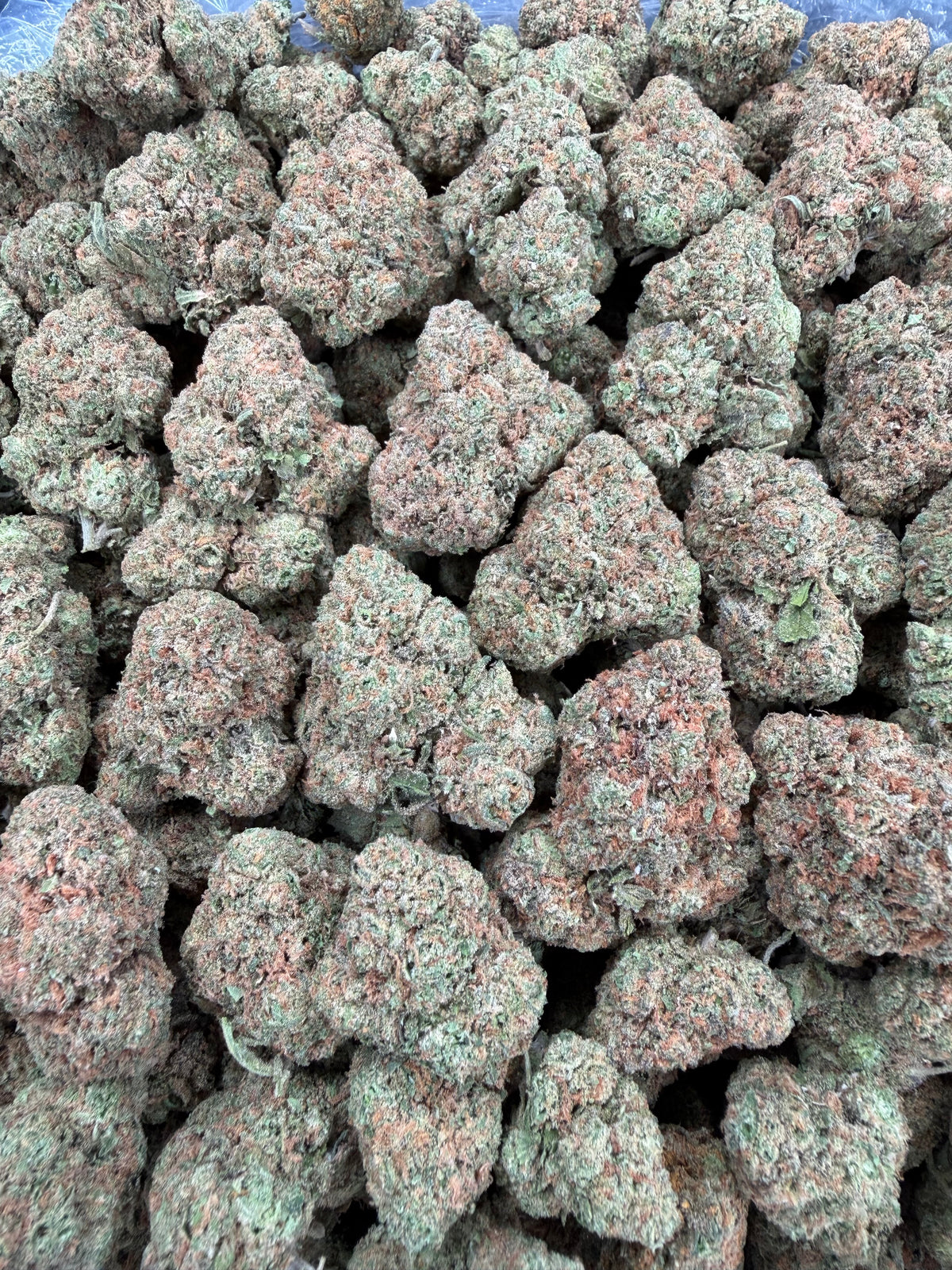 Gelato 47 (Room 2) 16oz