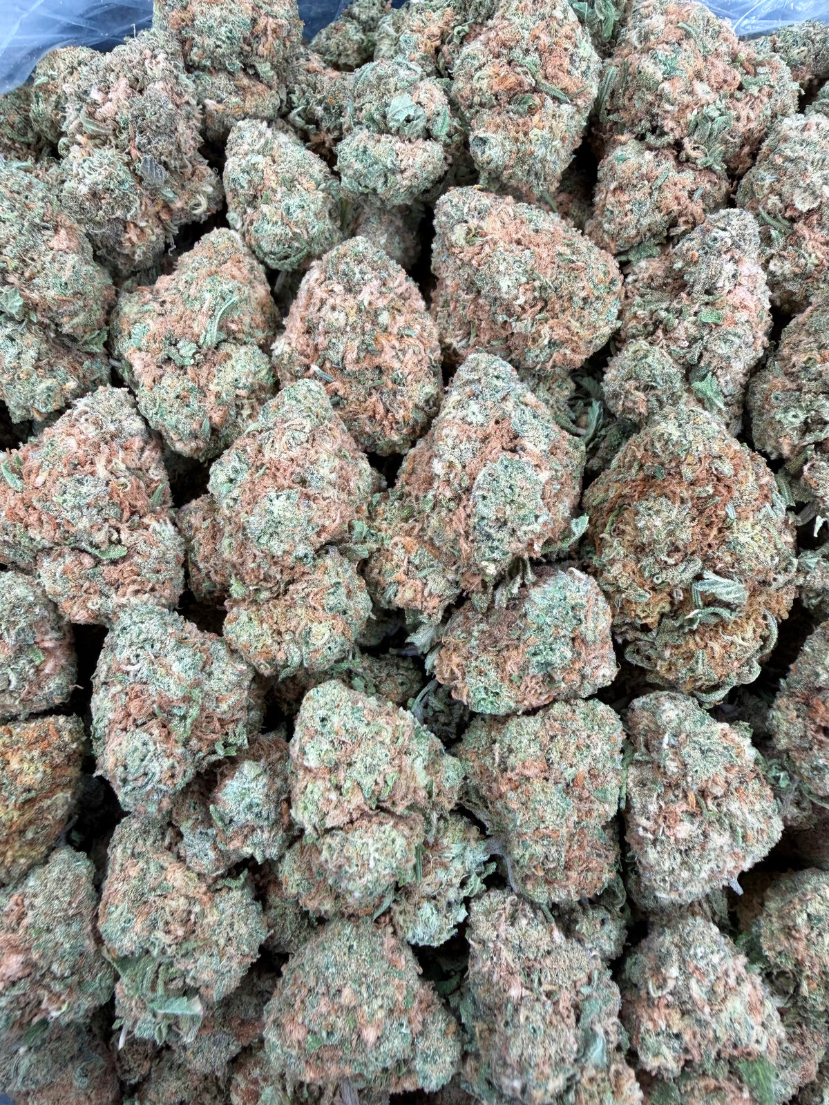 Mango Gelato 16oz