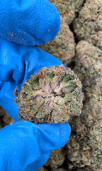 Purple Lemon Cherry Gelato 16oz
