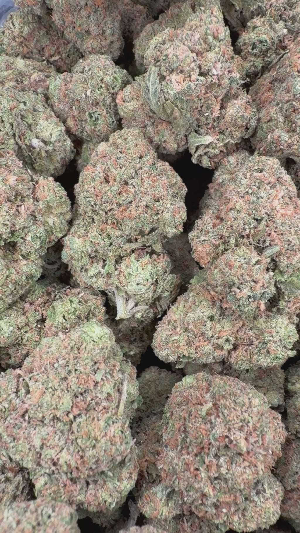 Gelato 47 (Room 2) 16oz