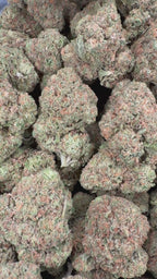 Gelato 47 (Room 2) 16oz