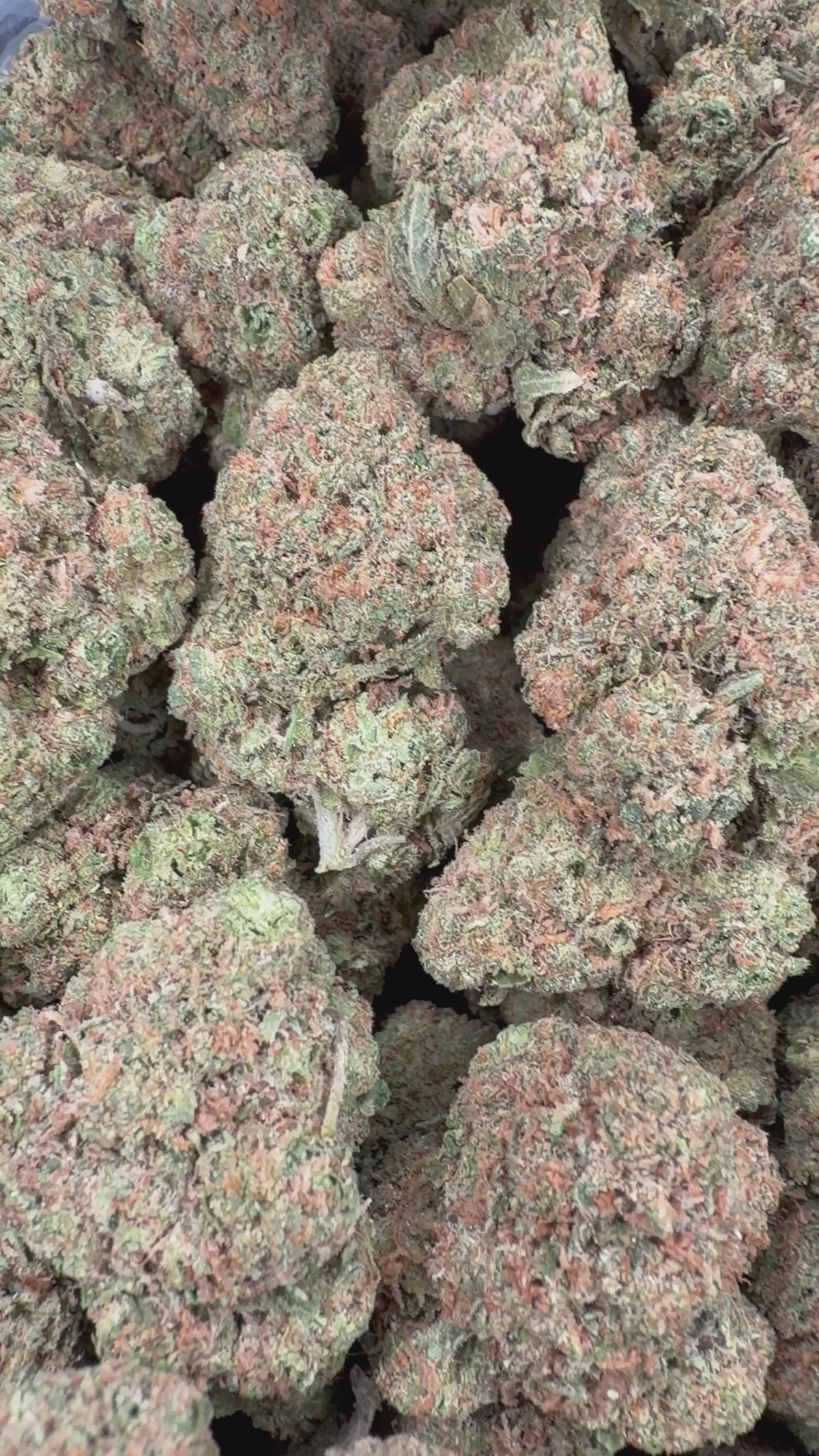 Gelato 47 (Room 2) 16oz