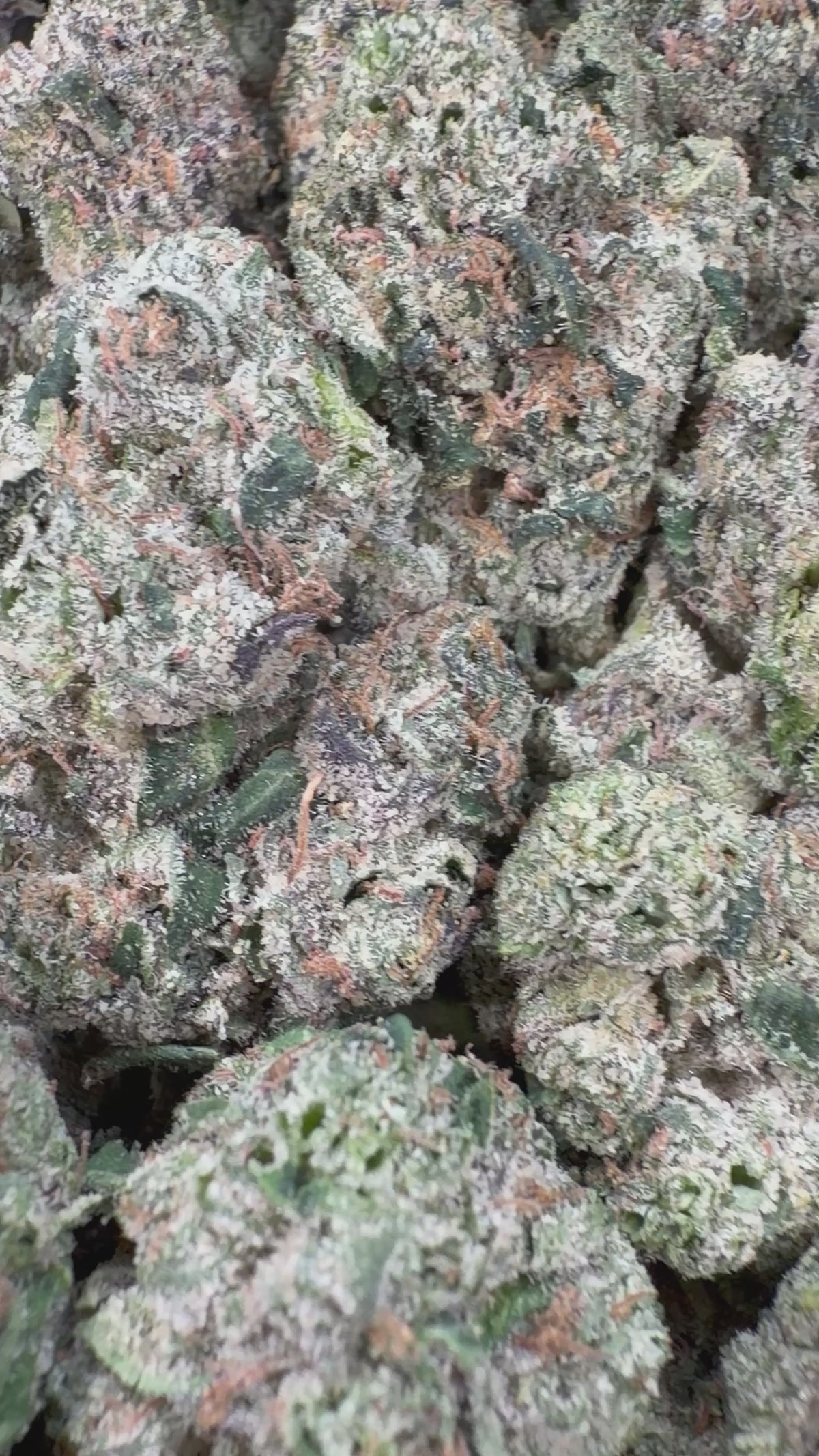 Blue Andeze - 7g