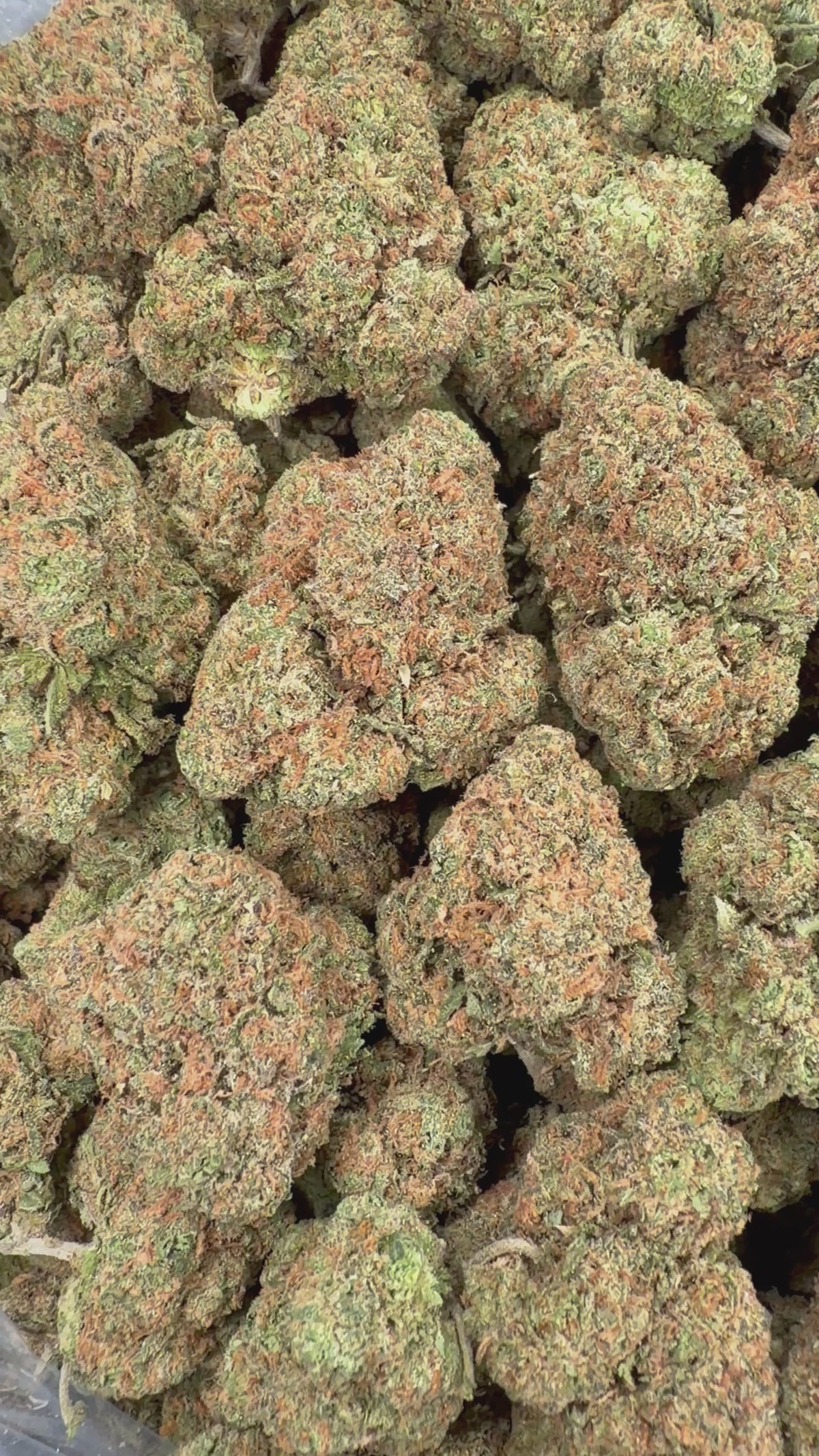 Gelato 47 (Room 1) 16oz