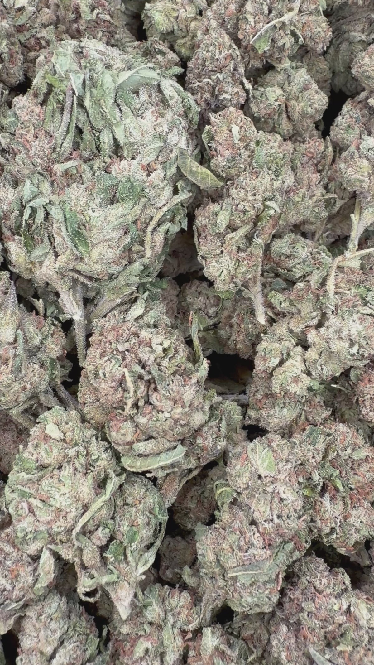Lemon Cherry Runtz - 28G