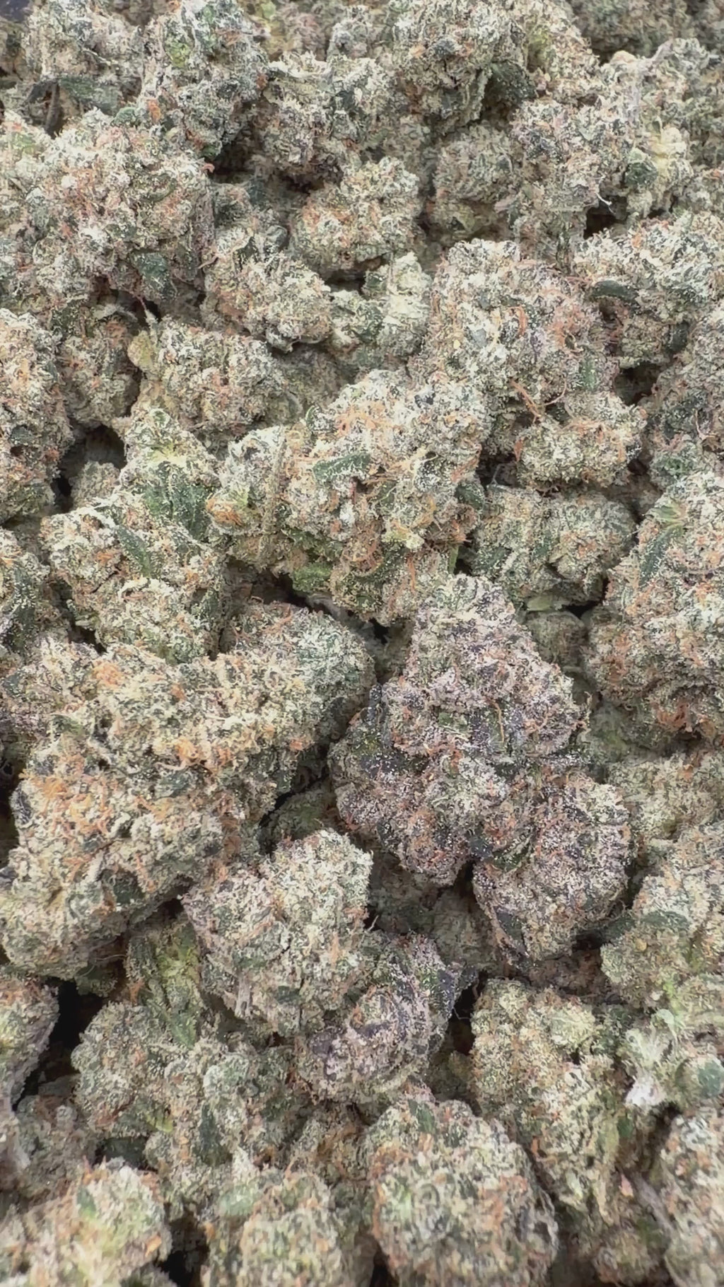 Toad Venom - 7g