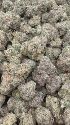 Toad Venom - 7g