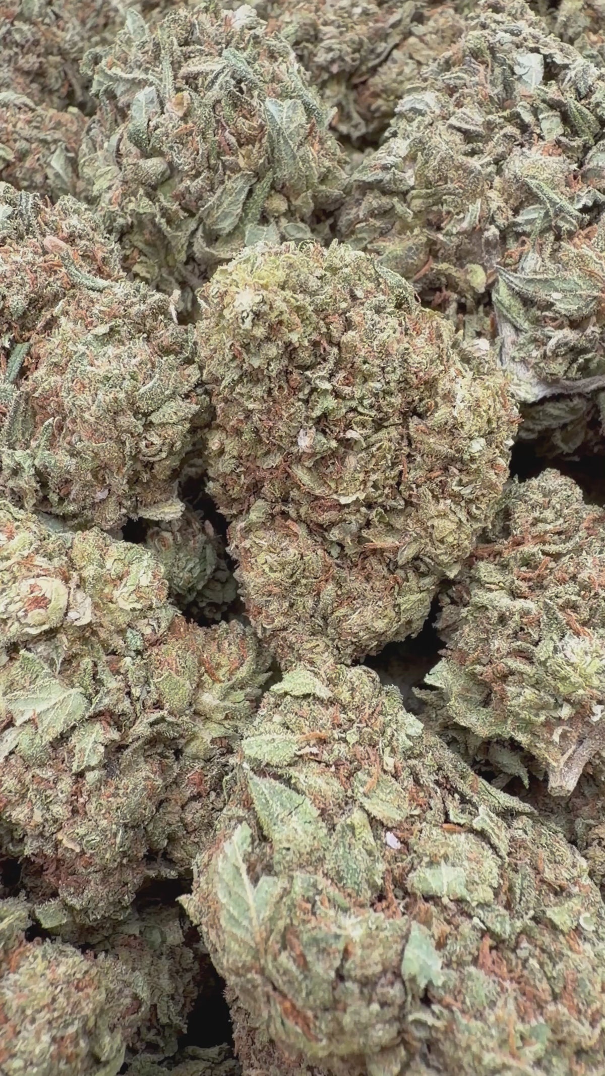 White Walker Kush - 16oz