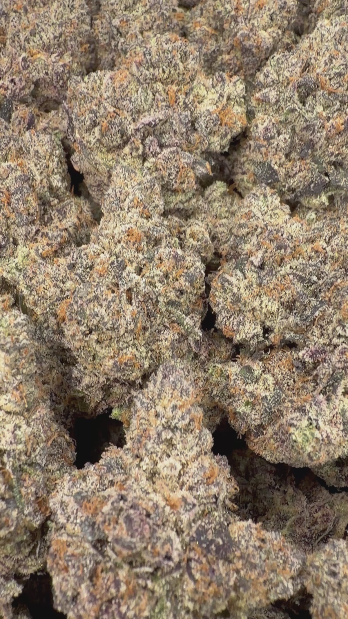 Zebra Fuel - 7G