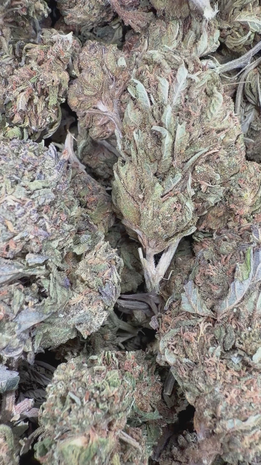 Gelato - 16oz