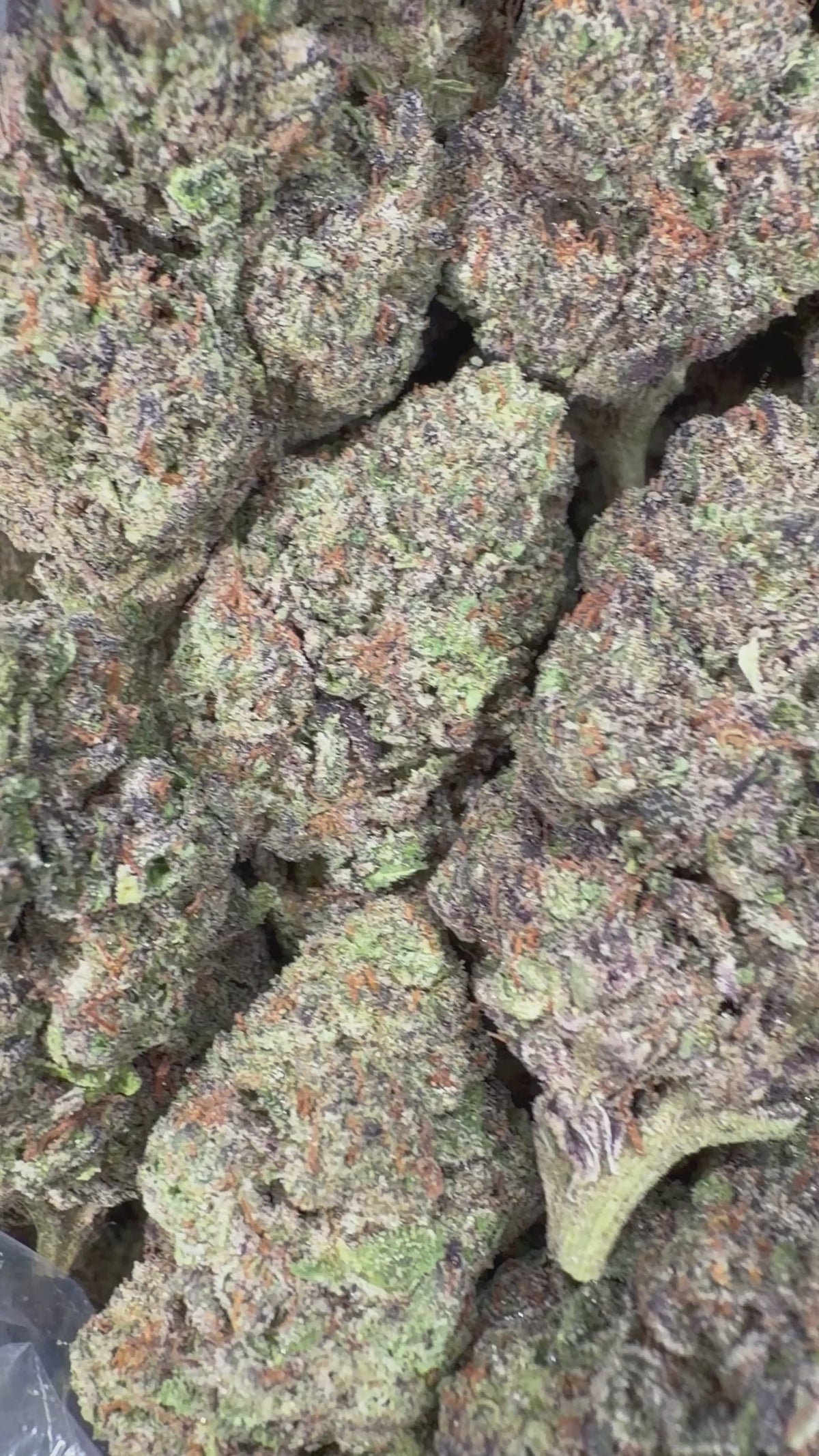 Animal Cookies 2oz
