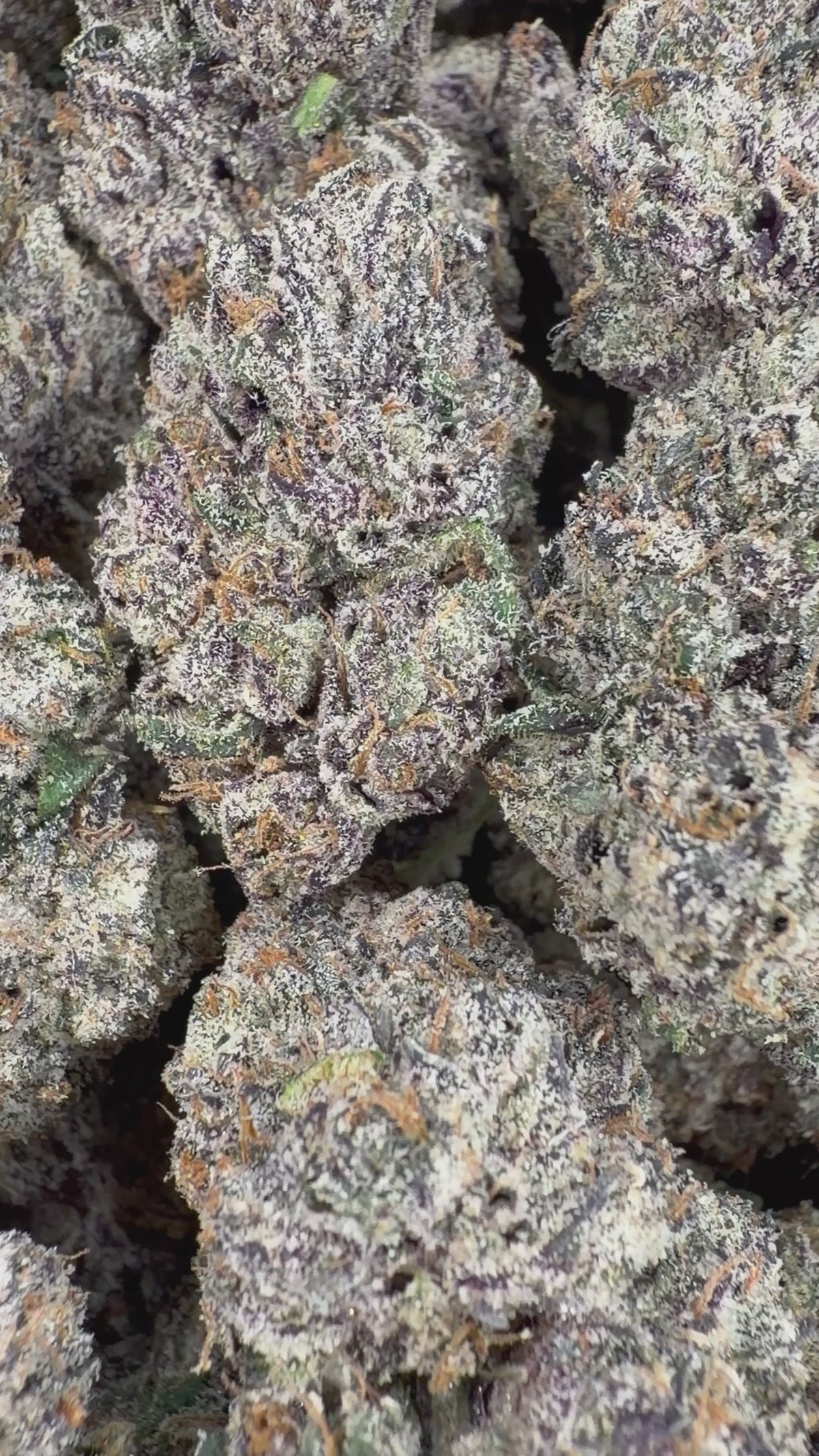 Rainbow Kotton Candy