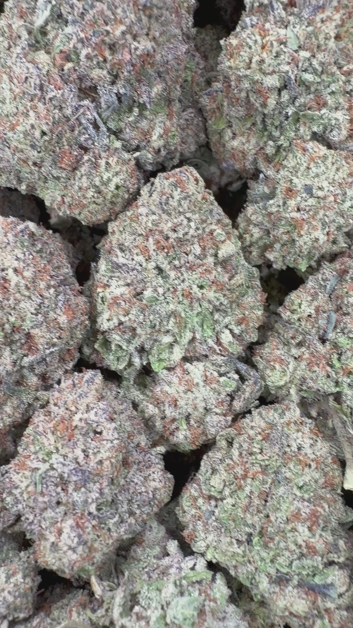 Gelato Ice 16oz