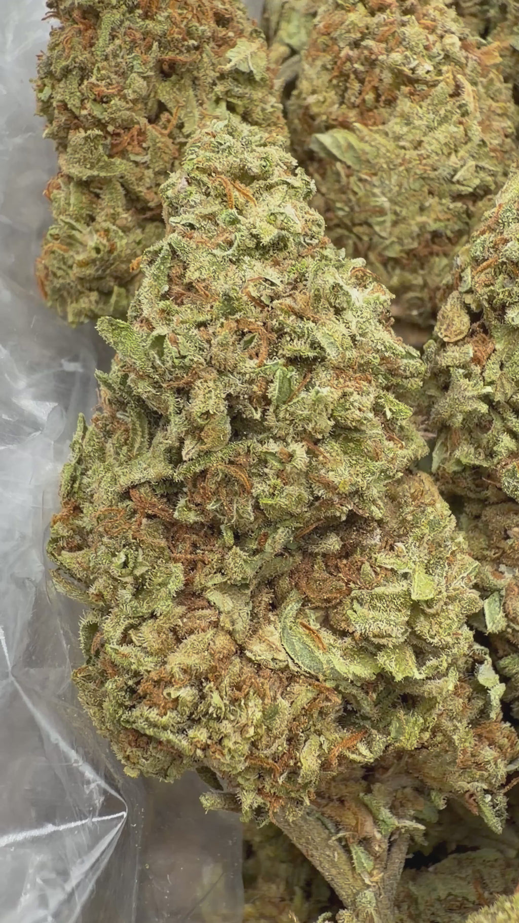 Gelato King - 16oz